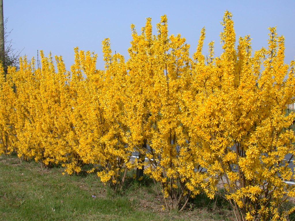 Border Forsythia